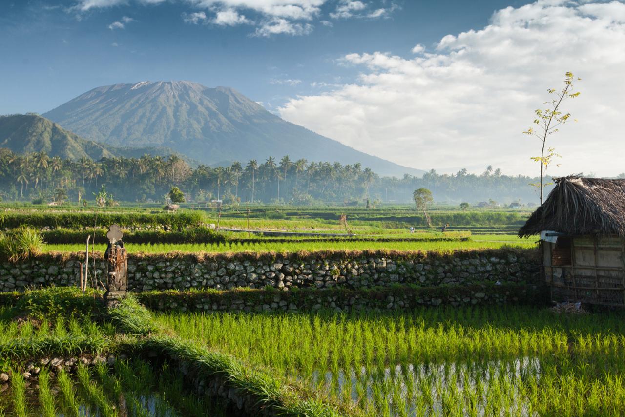 Roots Of Bali