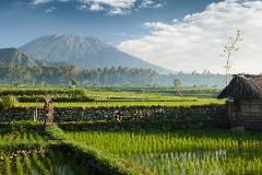 Roots Of Bali