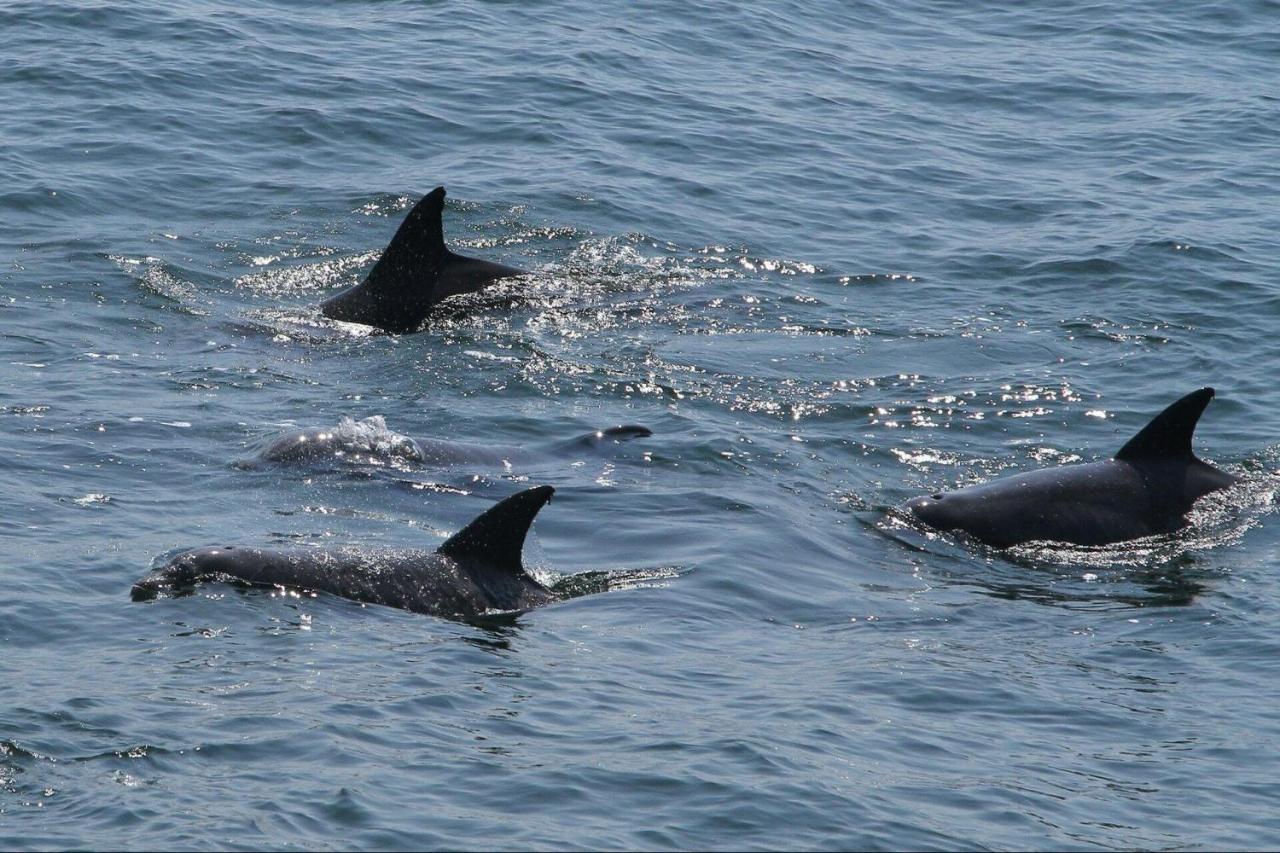 Dolphin Boat Tour - 2 Hours