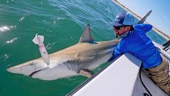 Shark Fishing Charter - 3 Hours