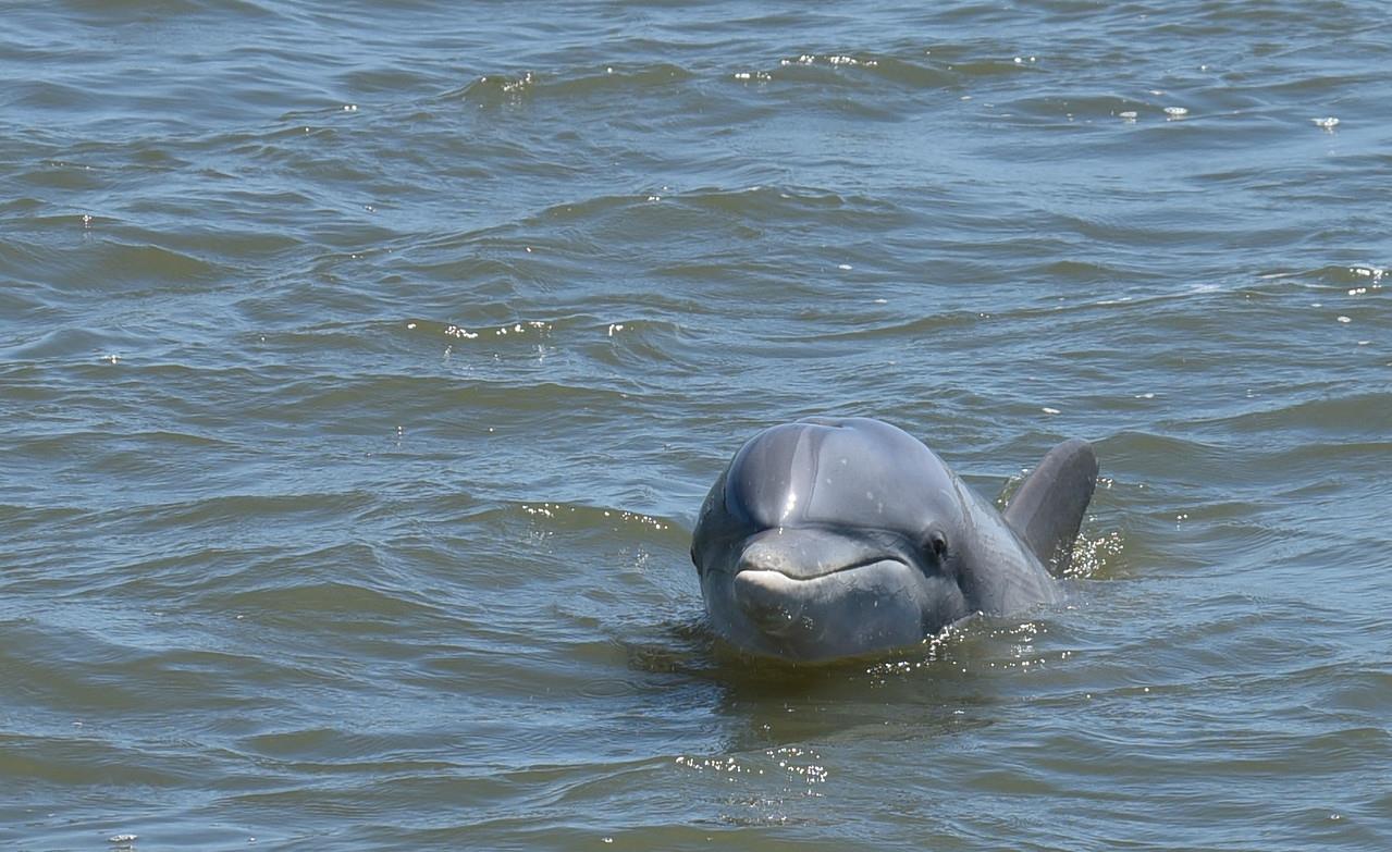 Dolphin Boat Tour - 2 Hours