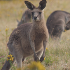 Farm & Nature Experience