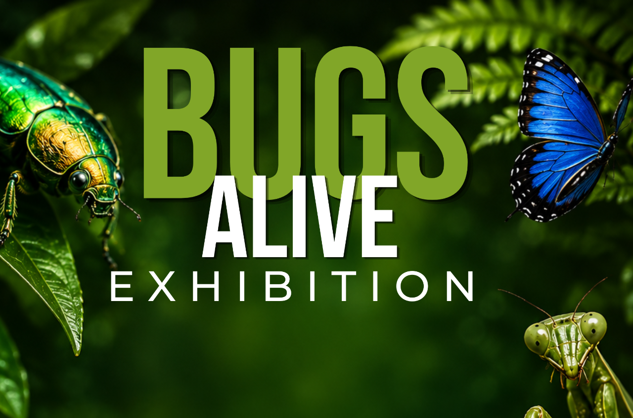 Bugs Alive Exhibition