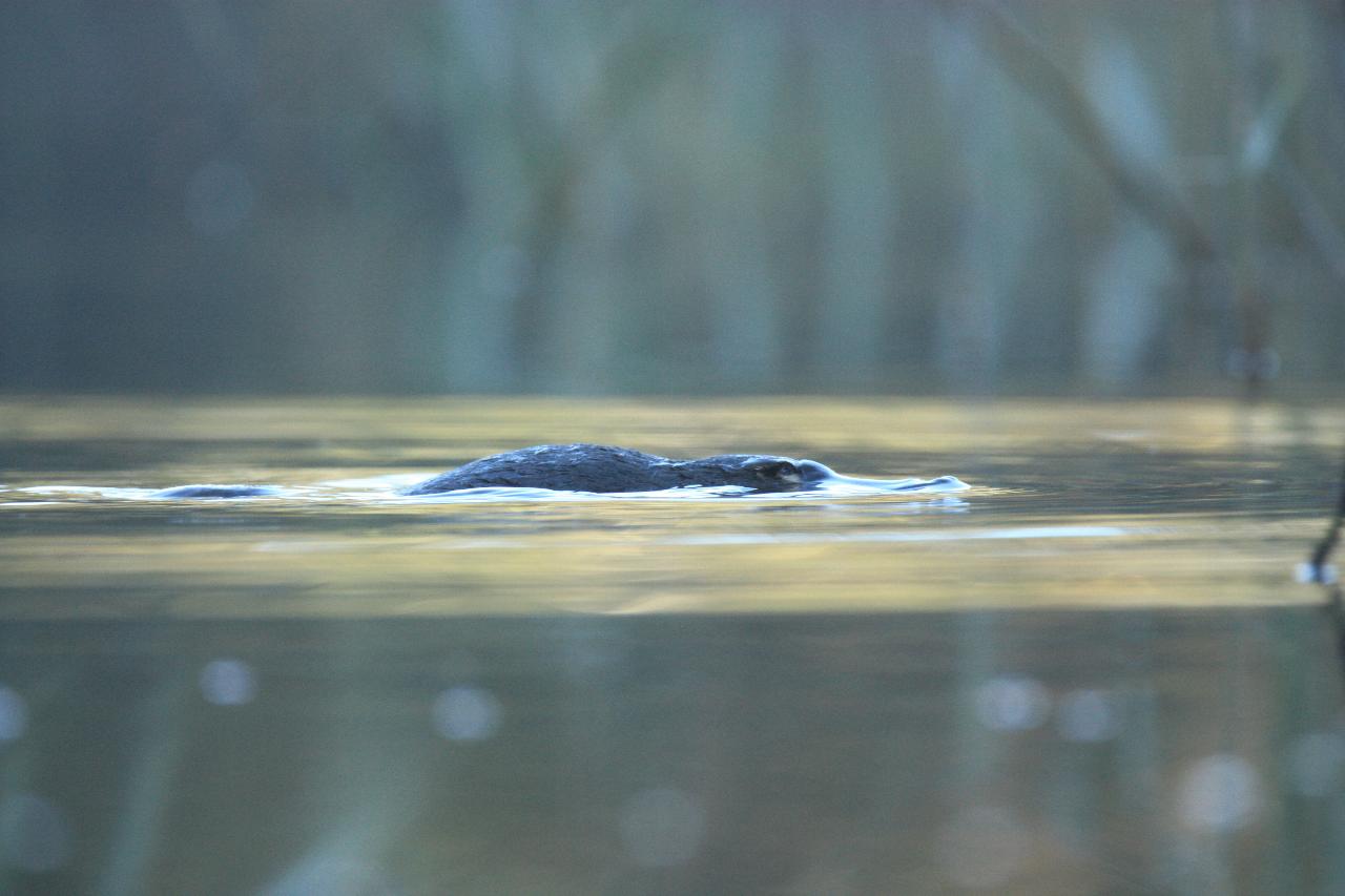 Half Day Canberra Wildlife Tour