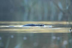 Half Day Canberra Wildlife Tour