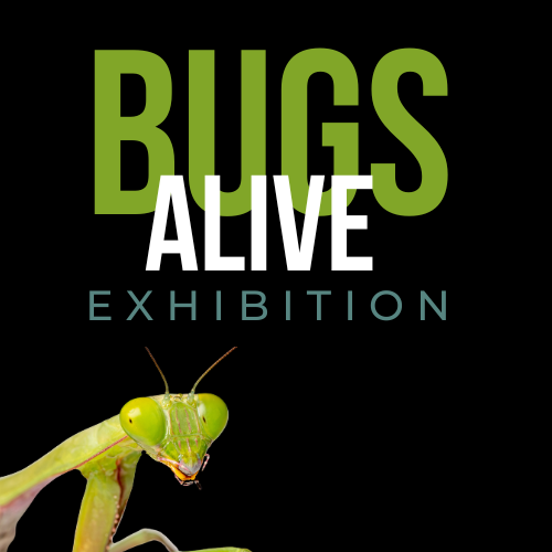 Bugs Alive Exhibition