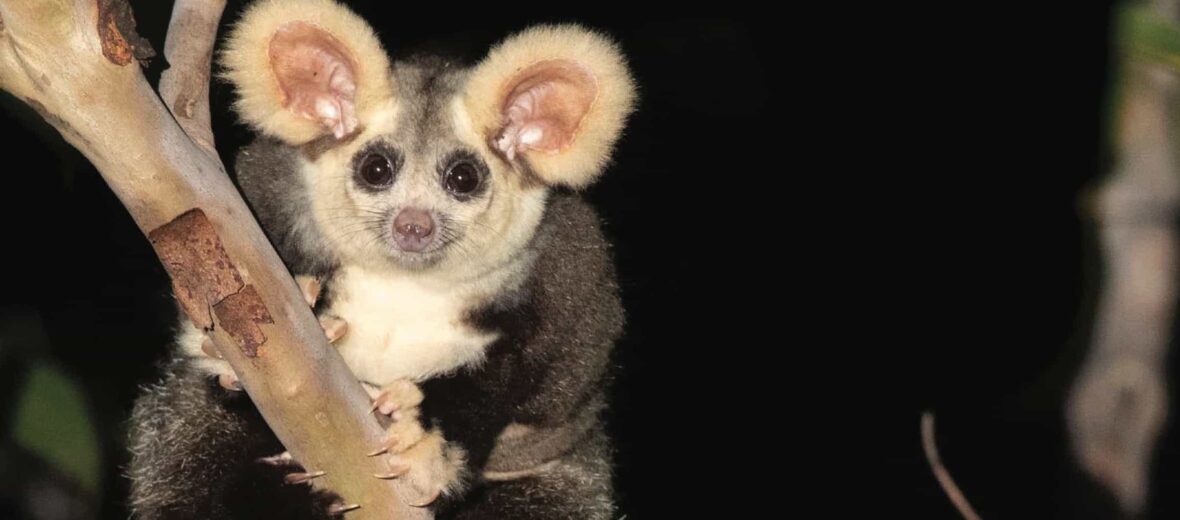 Lost, Found and Future-Bound: Canberra's Wildlife Story