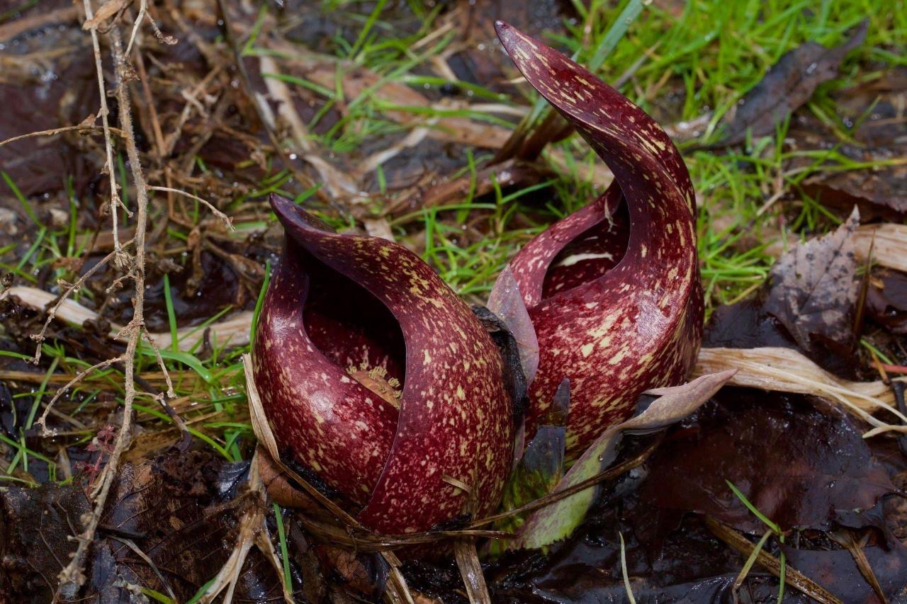 Skunk Cabbage Hike