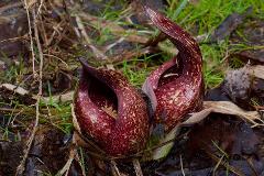 Skunk Cabbage Hike