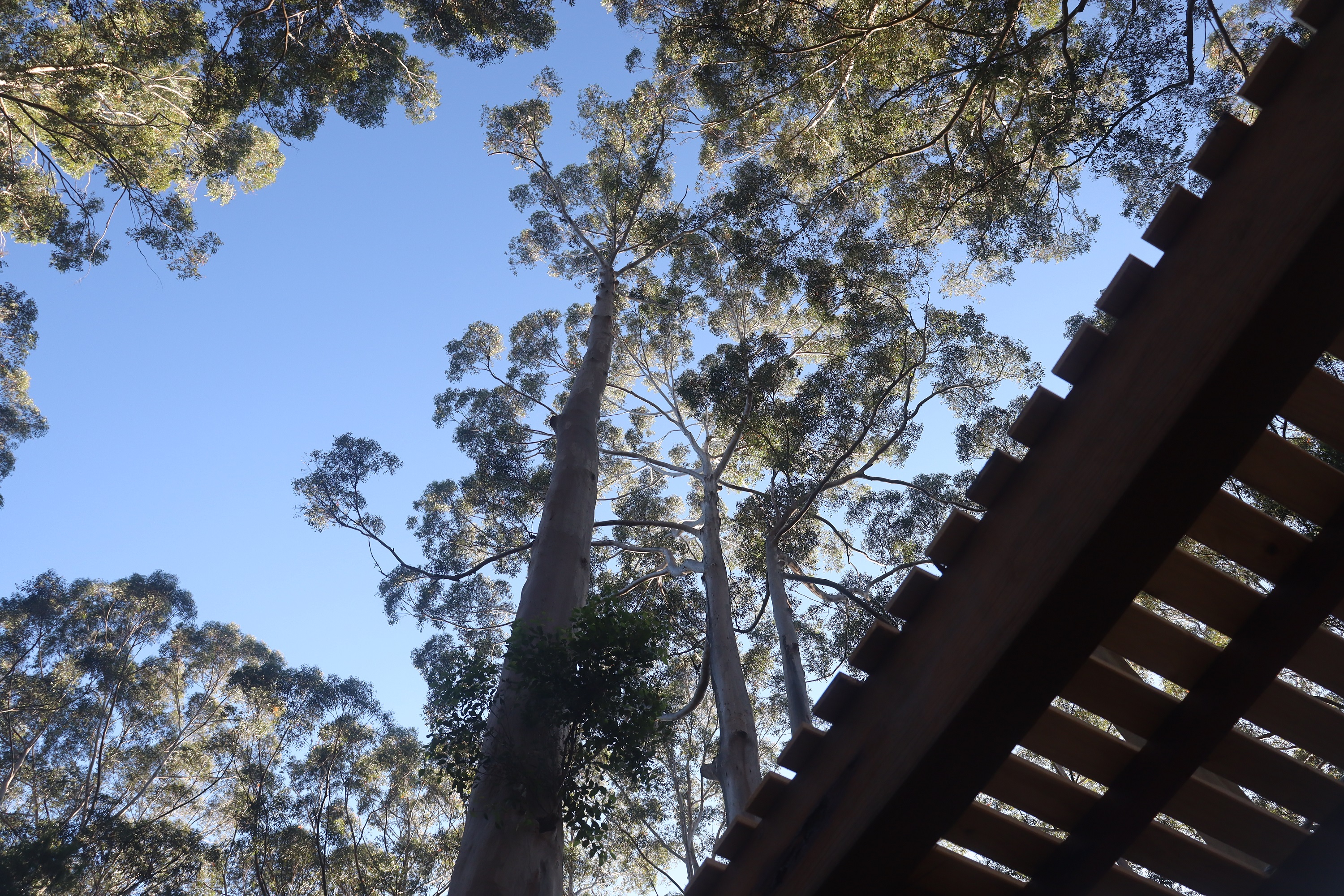 8+ Ultimate Access Pass at Aerial Adventure Pemberton