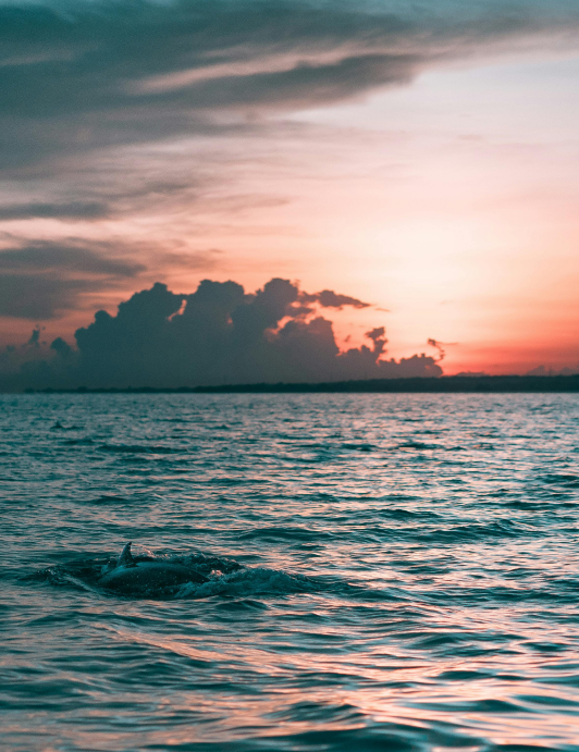 Sunset Dolphin Tour