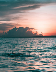 Sunset Dolphin Tour