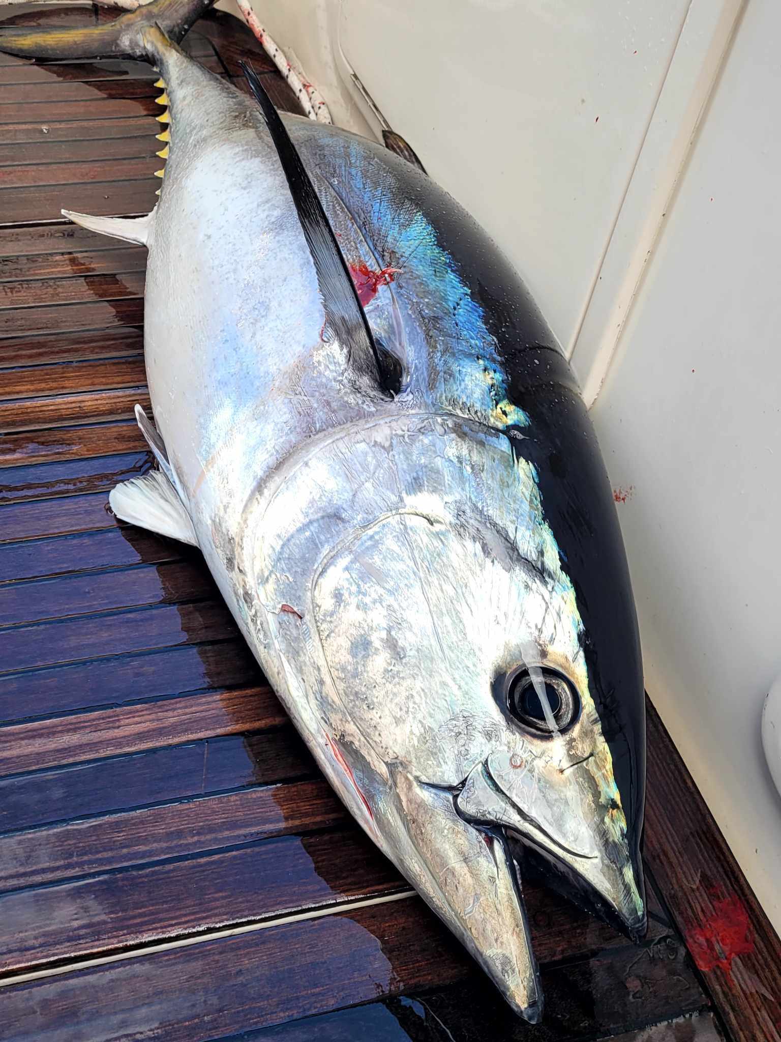 Shared 2 day Bluefin Tuna Package leaving from Waihau Bay - Striker Sea ...