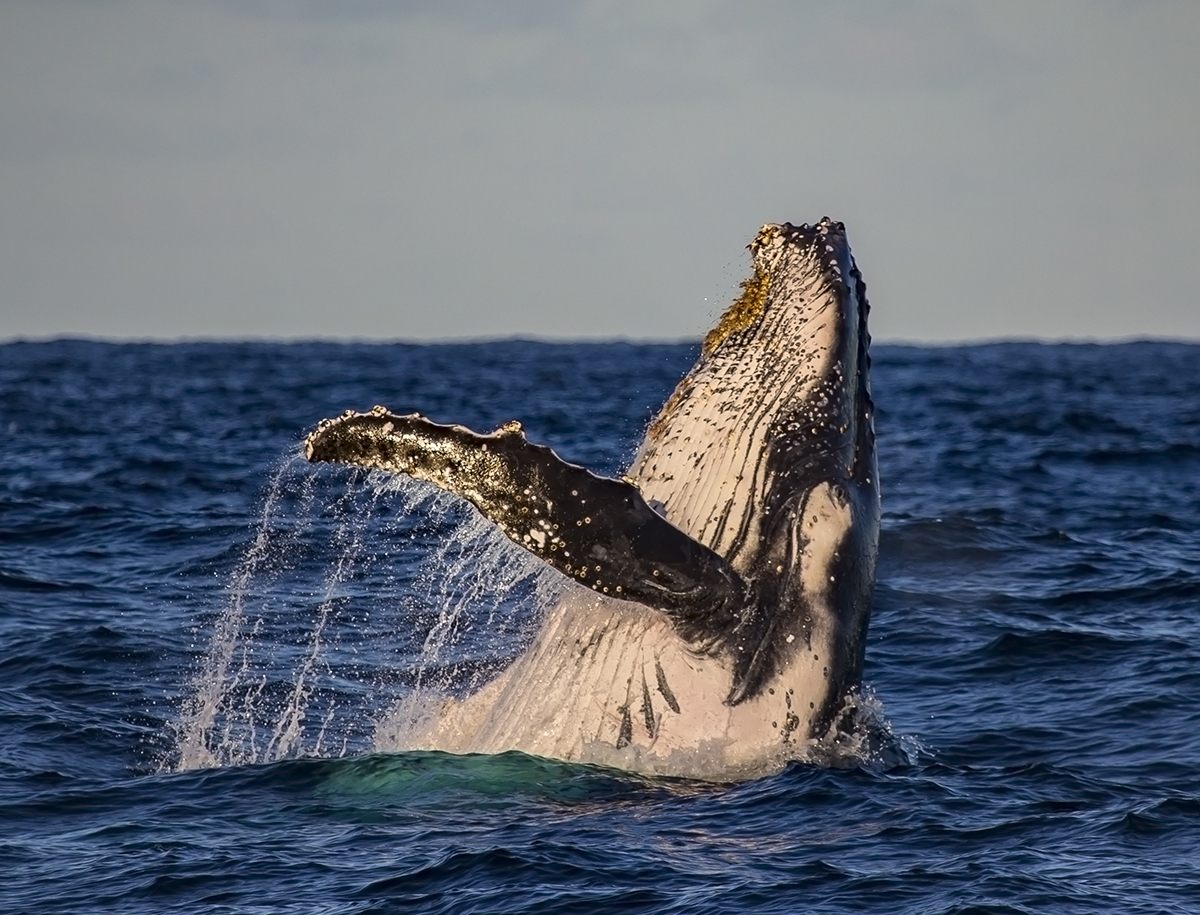 Whitsunday Islands Sightseeing Tour