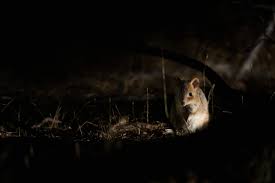 School Holiday Program January 2026: Wednesday JUNIOR Ticket