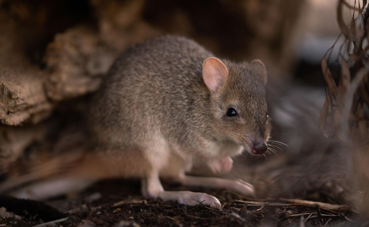 Meet Our Wildlife - Bettong Encounter 