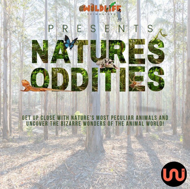 Wildlife Reimagined Presents; Nature's Oddities & Deadly Australia 