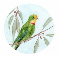 Superb Parrot Watercolour Workshop