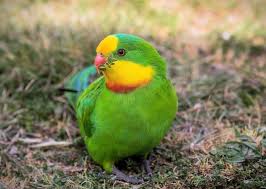 School Holiday Program: Thursday JUNIOR Ticket (Week 2)