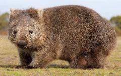 Paperbark Science Series: Wombat Rescue