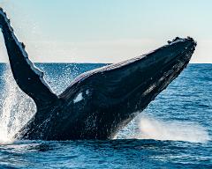 Sydney Whale Whisperer Whale Cruise 