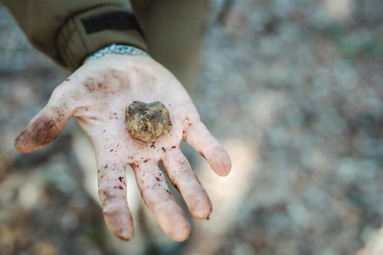 Pasta Class Florence: Truffle hunt with Fresh Pasta lunch, Wine tasting & Old Villa tour and San Gimignano — Chianti Classico - Photo 6