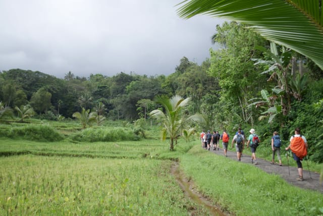 Tetebatu Rice Terrace Panoramic Walk + Return Transfers