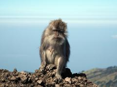 Tree Planting & Crater Rim Trek 2D/1N - Private Package