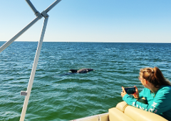 2 hour Dolphin Boat Tour