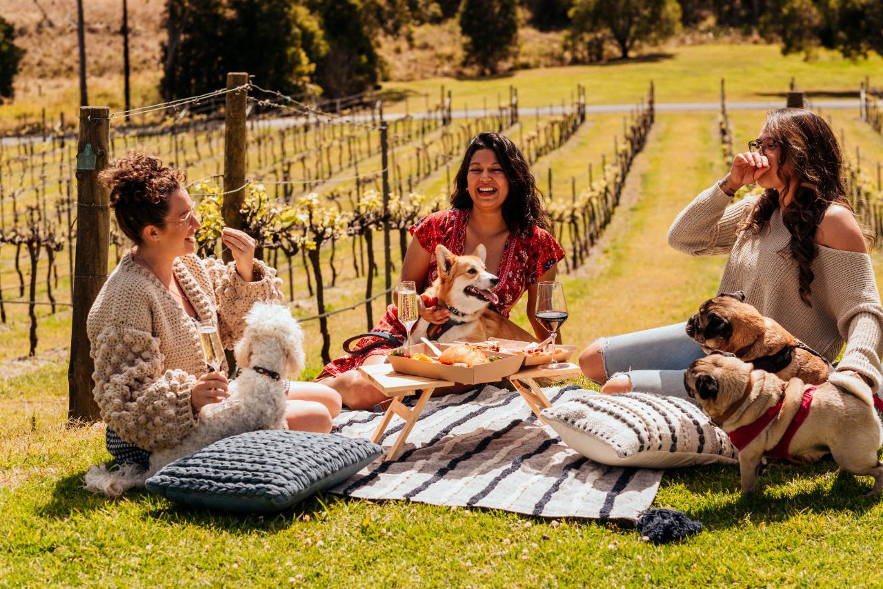 Picnic in the Vines