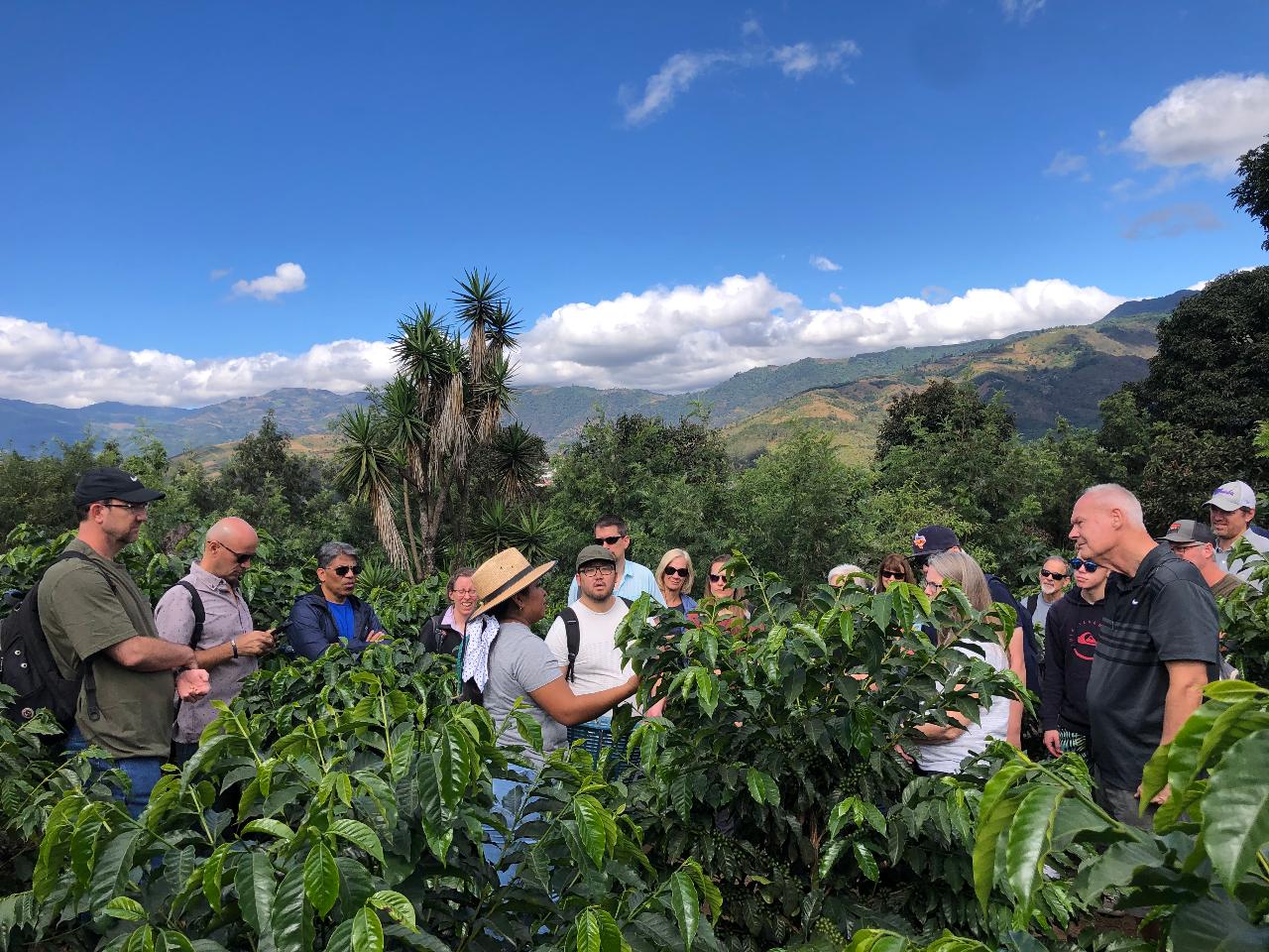 Authentic Private Coffee Tour: From Bean To Cup