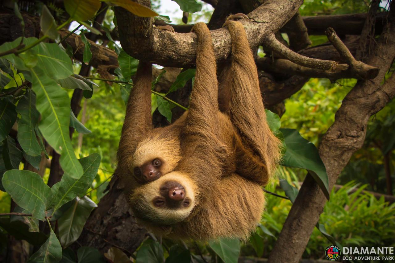 Guanacaste Wildlife Sanctuary