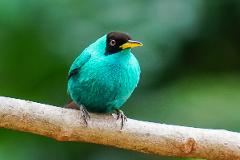 La Fortuna Birdwatching Tour