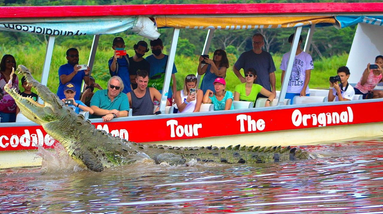 Crocodile Mangrove Tour