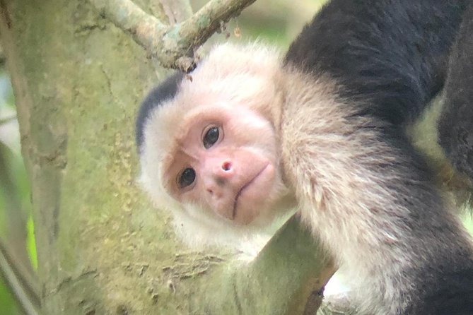 Mangrove Monkey Tour