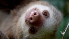 Monteverde Sloth Sanctuary Combo Tour