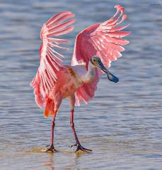 Mangrove Birding Tour