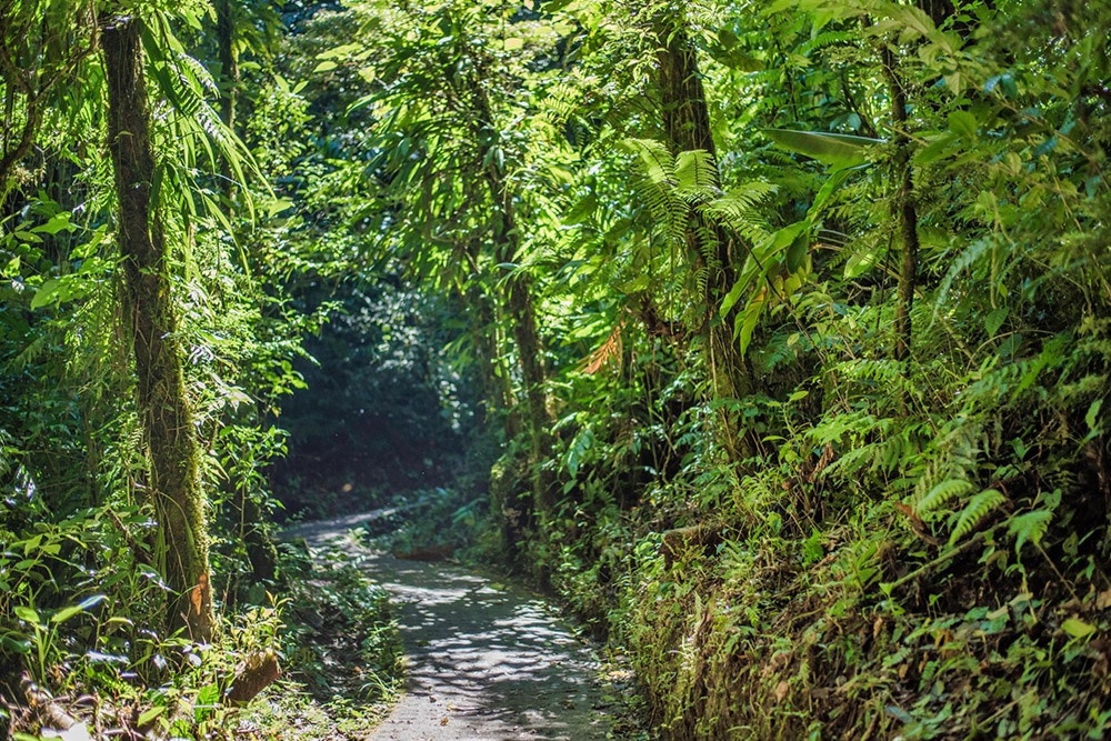 Monteverde Cloud Forest