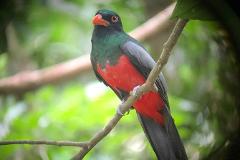 Manuel Antonio Private Birding Tour