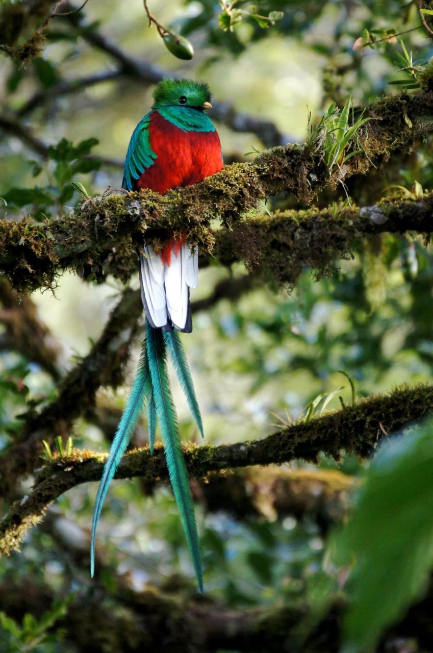 Monteverde Cloud Forest Adventure