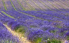 Lavender Fields