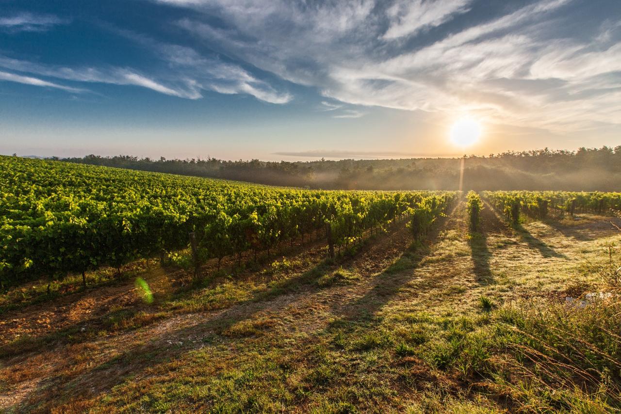 Vineyards and Villages