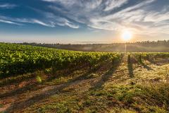 Vineyards and Villages