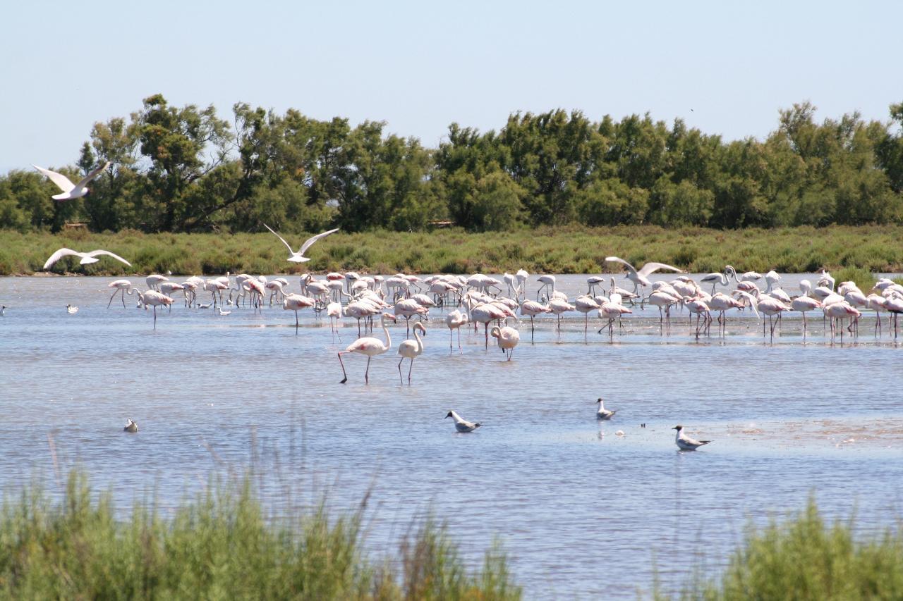 Wonders of the Camargue