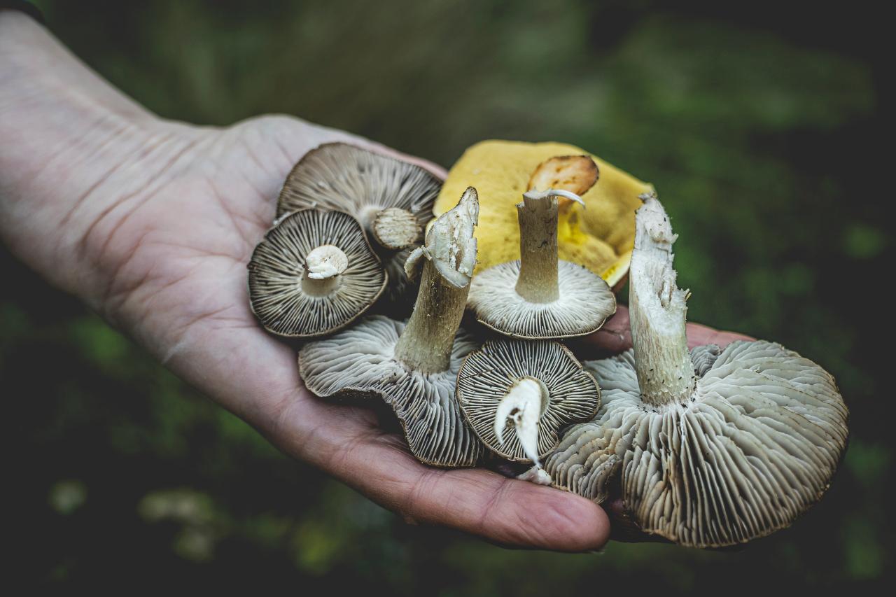 the off season forage and feast adventure
