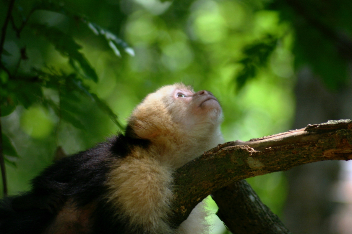 Daniel Johnson Sloth Park & Island Tour