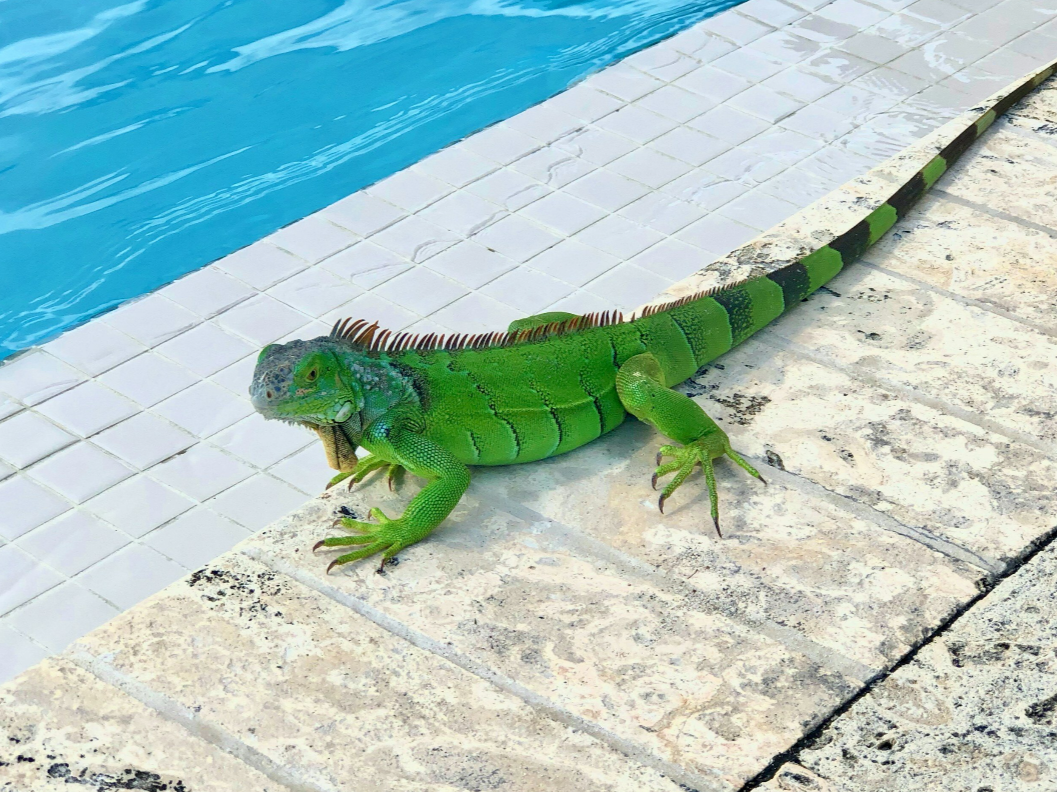 Iguana Farm & Island Tour