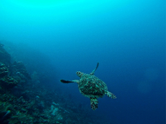 Snorkeling & Sloth Park & Beach Break