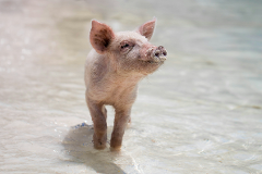 Swim with Mini Pigs & Horseback Ride