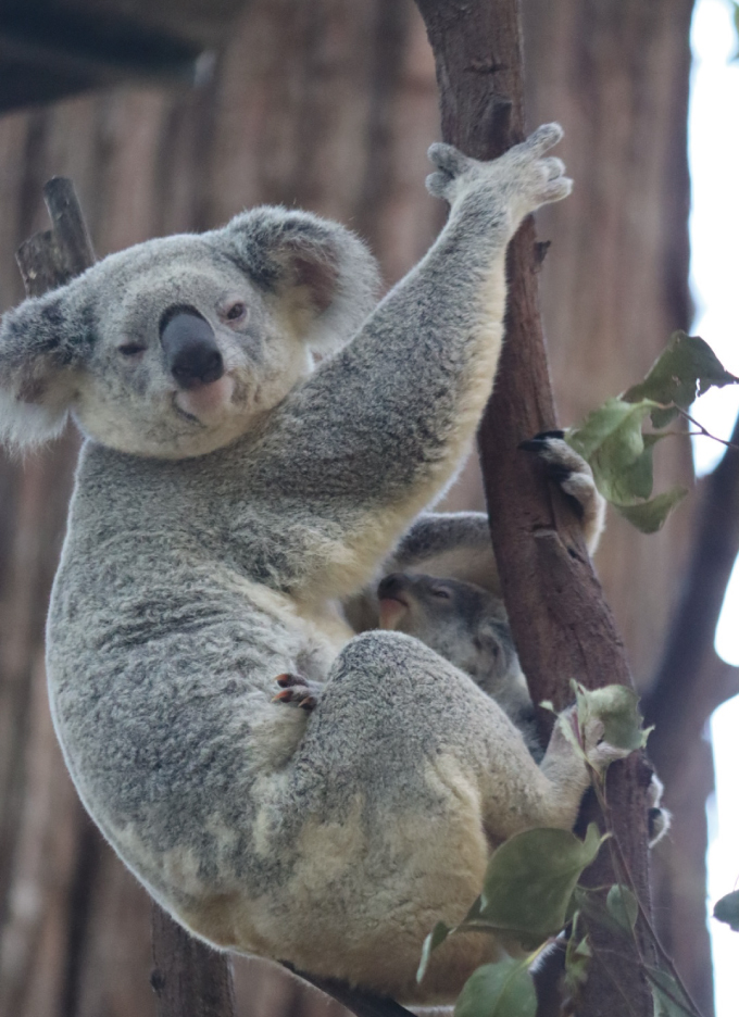 5 Day Epic East Coast Australia Surf Tour